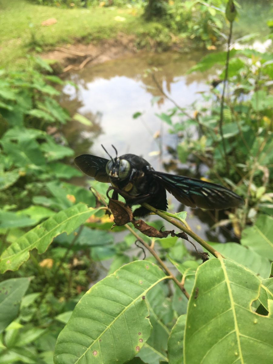 Maruka Insect Dicke schwarze Hummel